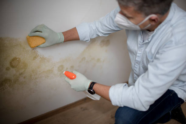 Best Bathroom Mold Remediation in Walkersville, MD
