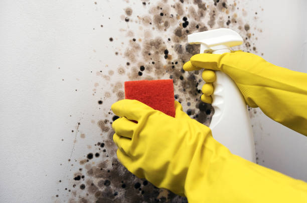 Best White Mold Remediation in Walkersville, MD
